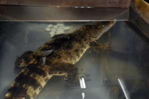 В Елизовском зоопарке самка сиамского крокодила отложила яйца. Фото: Елена Ненашева