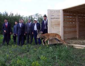 Назарбаев выпустил в лесной массив «зеленого пояса» Астаны фазанов и косуль. Фото: http://www.kursiv.kz