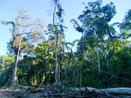 Тропические леса Амазонии, один из приоритетных экорегионов WWF. Фото: WWF 