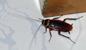 Неаполь заполонили гигантские тараканы. Фото: Голос России