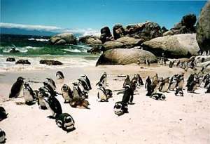 Пингвины на Бразильских пляжах. Фото: http://www.flyex.ru