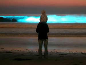 Свечение воды на калифорнийских пляжах бывало и раньше. Местные жители назвали это биолюминесцентное свечение океанского прибоя &quot;красным приливом&quot; - в этот цвет, оказывается, волна окрашивается днем. Фото: Global Look Press