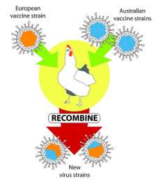 Ветеринарные вакцины объединяются в новый супервирус. Фото: http://sciencedaily.com