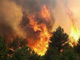 Лесной пожар. Фото: http://dailynews.kz