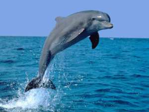 Дельфин. Фото: http://zoofayna.ru