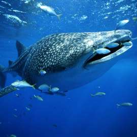 Самые крупные акулы получат по маячку. Фото: Наука и Жизнь