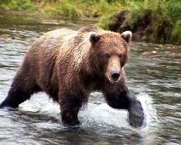 Инспекторы природного парка «Вулканы Камчатки» просят не прикармливать медведей. Фото: http://www.kamchatka.org.ru