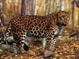 Дальневосточный леопард. Фото: http://lenta.ru