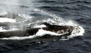Паром столкнулся с китами в Сиднейской бухте. Фото с сайта &quot;Голос России&quot;