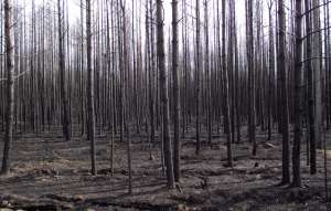Сгоревший лес. Фото: http://tyksa.ru