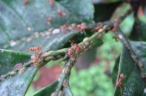 Муравьи Azteca instabilis и стада ложнощитовок Coccus viridis на кофейном дереве (фото авторов работы).