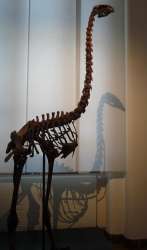 Скелет гигантского моа (фото MareCrisium).