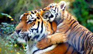 Экологи: популяция тигров в Индии под угрозой. Фото: Голос России