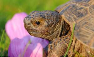 Черепаха Блейк. Фото: http://uhtazoo.ru