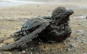 Птица, пострадавшая от нефтеразлива. Фото: http://gorod48.ru
