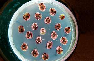 Чашка Петри с колонией биотопливных ГМ-бактерий, осуществляющих ферментацию биомассы в спирт (фото US Department of Energy / Science Photo Library).
