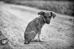 Сегодня – Международный день бездомных животных. Фото: http://smeshnoi.net