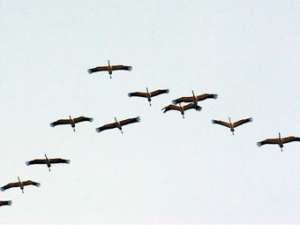 Осенняя миграция птиц. Фото: http://www.mixnews.lv
