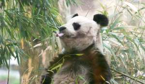 В Германии умерла старейшая панда мира. Фото EPA с сайта &quot;Голос России&quot;