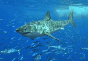 Большая белая акула. Фото: http://3dn.ru