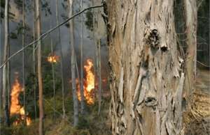 Лесные пожары в Италии. Фото: http://focus.ua