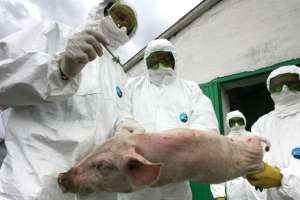 Африканская чума свиней. Фото: http://134.su