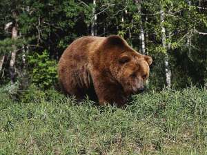 Бурый медведь. Фото: http://www.sunhome.ru