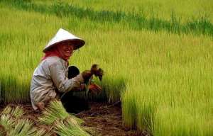 Выращивание риса в Азии. Фото: http://f5.ru