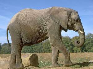 Слон - крупнейший представитель животного мира. Фото: http://www.lookandtravel.ru