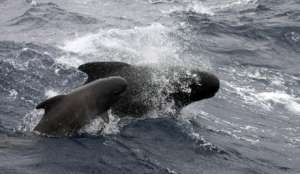 В Шотландии спасены десять китов, выбросившихся на берег. Фото: ВикипедиЯ