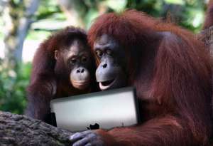 Зоопарки закупают &quot;айпады&quot; для орангутанов. Фото: Вести.Ru