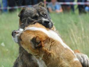 Собачьи бои. Фото с сайта Lenta.ru