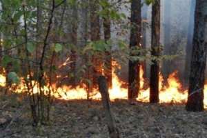 Лесной пожар. Фото: http://obozrevatel.ua