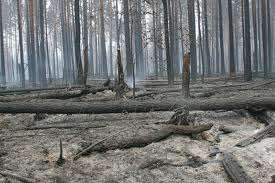 Сгоревший лес. Фото: komi.kp.ru