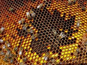 Пчёлы-няньки у своих подопечных (фото borderglider).