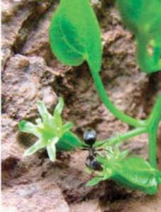 Цветущее женское растение и муравей вида Lasius. Фото с сайта http://sciencedaily.com
