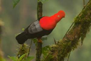 В рацион питания андского скалистого петушка (Rupicola peruviana) входит более 100 видов фруктов, растущих в тропических лесах в горных областях. Фото: ciencedaily.com