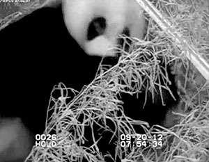 Детеныш гигантской панды умер в Вашингтоне. Фото: ntv.ru