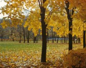 Осень. Фото: http://www.gudok.ru