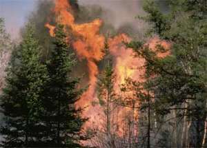 Лесной пожар. Фото: http://mongabay.com