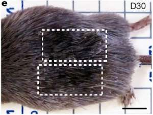 Восстановление кожи у африканских иглистых мышей на тридцатый день. Фото из статьи Seifert et al., Nature, 2012