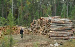 В защиту нетронутых карельских лесов собрано более 170 тысяч подписей. Фото: http://lesvesti.ru