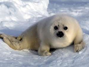 Зоозащитники намерены добиться от Канады запрета охоты на тюленей. Фото: http://fotozveri.ru