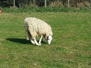 Британская овечка с перевернутой головой покорила Интернет. Фото: Вести.ru