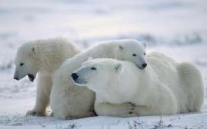 Полярные медведи. Фото: http://vmonitor.ru