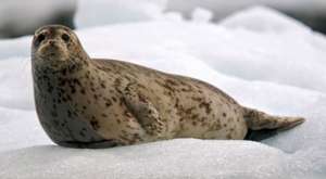 Тюлени. Фото: http://tepid.ru