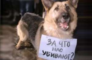 Собака: за что нас убивают? Фото: http://megalife.com.ua