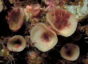 Кораллы Leptoseris troglodyta, растущие на потолках подводных рифовых пещер. Фото с сайта http://www.sciencedaily.com