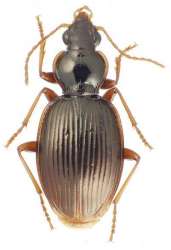 Один из новооткрытых видов жужелиц, обитающих на горе Тохейя, о. Моореа. Длина тела жука составляет 6 мм. Фото с сайта http://sciencedaily.com