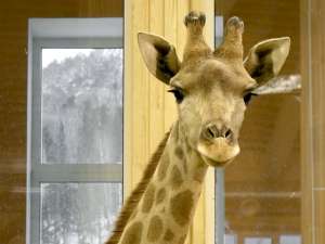 В красноярском парке флоры и фауны &quot;Роев ручей&quot; погибли три из шести жирафов. Фото: http://www.roev.ru/